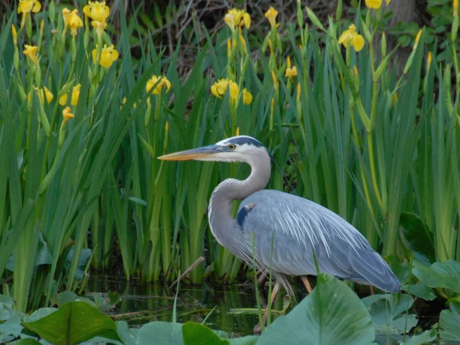 A great blue heron standing among reeds and lily pads