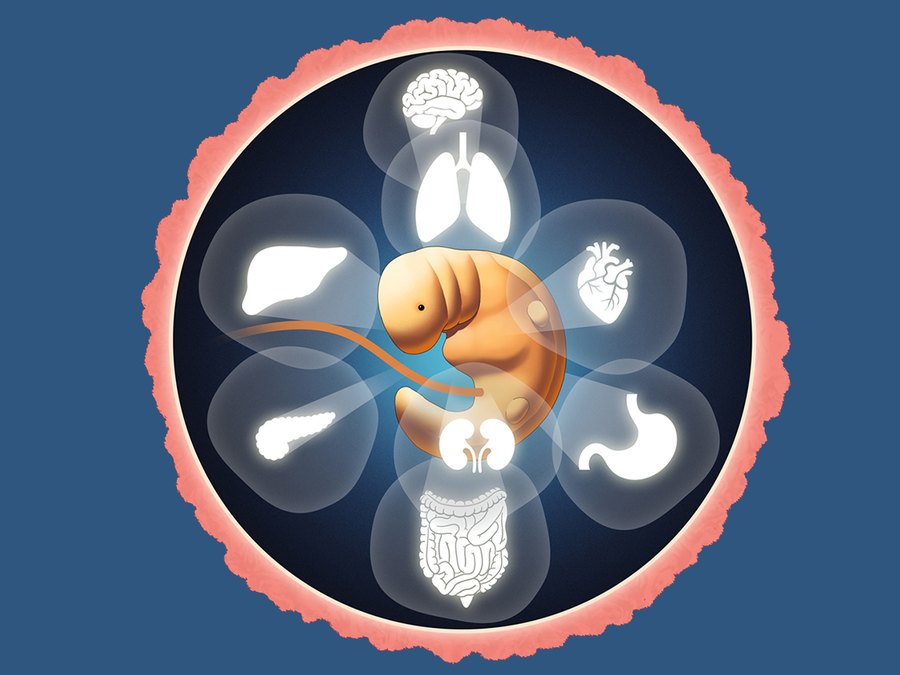 An illustration of a developing embryo ringed by icons of internal organs