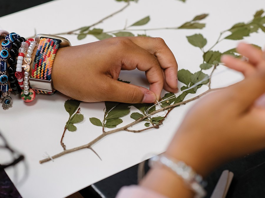Hands sewing pressed plant specimens onto a herbarium sheet