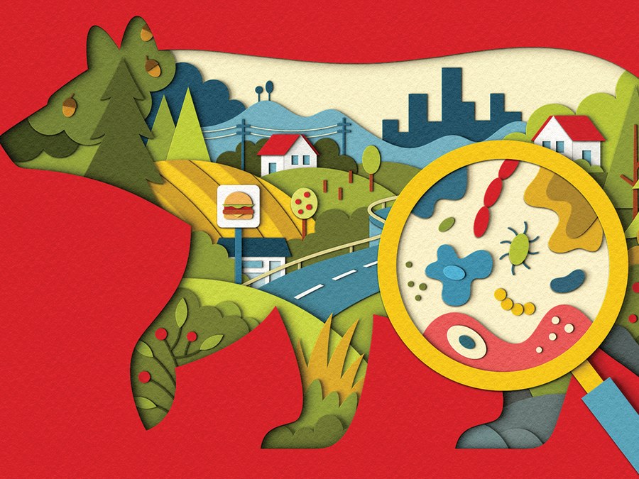 An illustration of a bear whose body is filled with forests, farms, and a city skyline, with a magnifying glass over its gut revealing tiny microbes